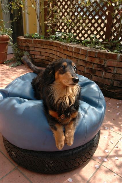 ねぇねぇボクおりこうでしょ？ご褒美ちょうだい！