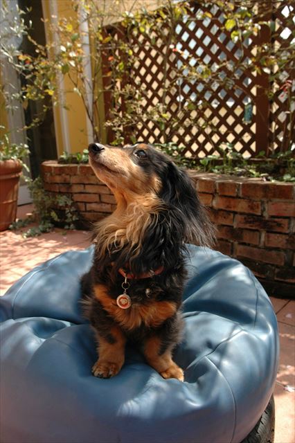 「もっとちょうだい」のポーズ♪