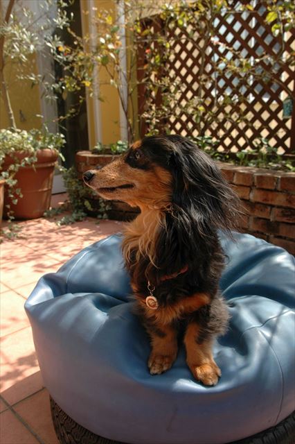 春だね。ポカポカだね。