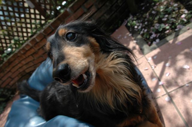 ひなたぼっこ。ルパンとひなたぼっこ。