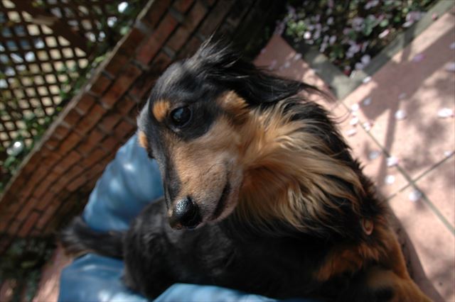 アーモンドの花びら舞う春。ぽかぽかだね。