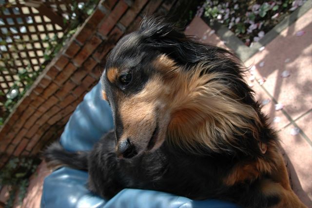 うんうん、おりこうさん。ルパンはとってもおりこうさん。