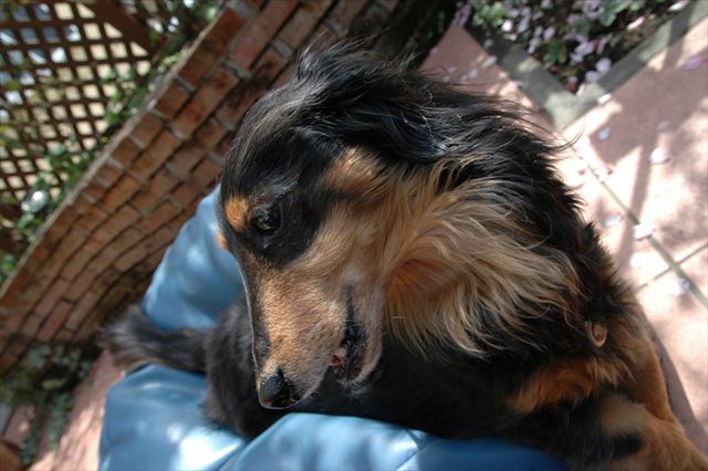 春だね、気持ちいいね。