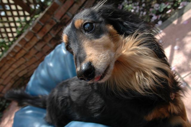 この舌がかわいいの。