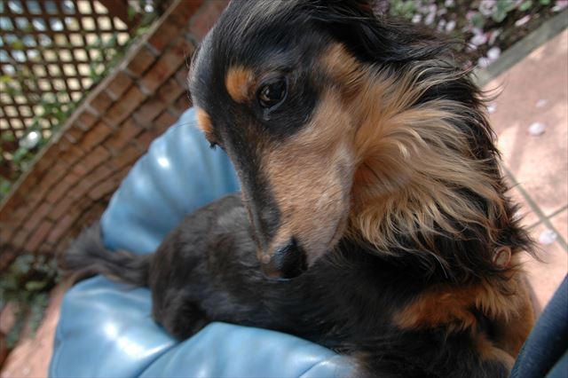 ルパンの毛並み、目、鼻、口・・奇跡みたいにかわいい。