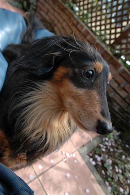 ピンクの花びらとルパン♪