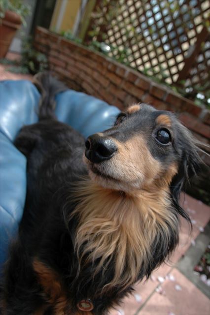 ルパンの迎える春。幸せな昼下がり。