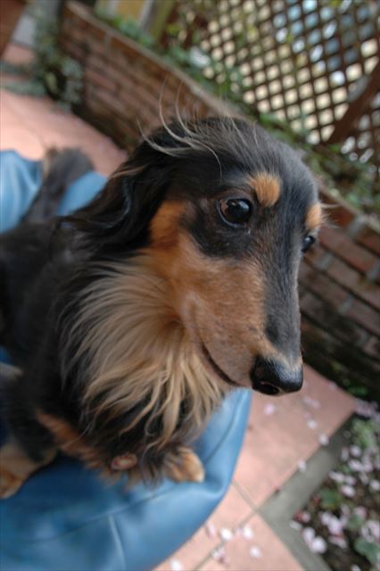 ねぇねぇルパン、何見てるの？教えてよ。