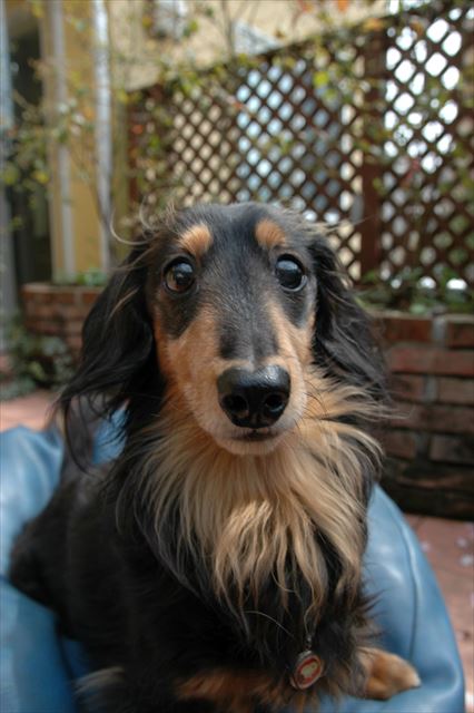 うんうん、ルパンはかわいいよ。とってもとってもイイコだよ。