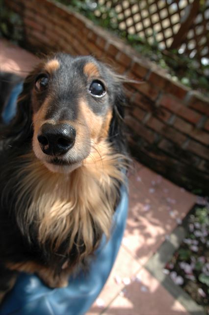 春だね、ルパン。