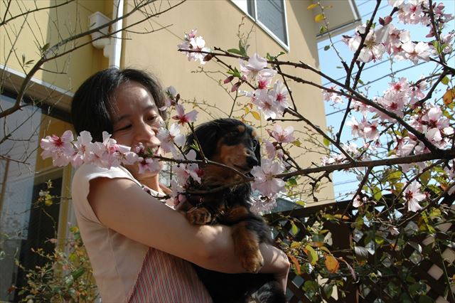 アーモンドの花だよ。春だね、ルパン。