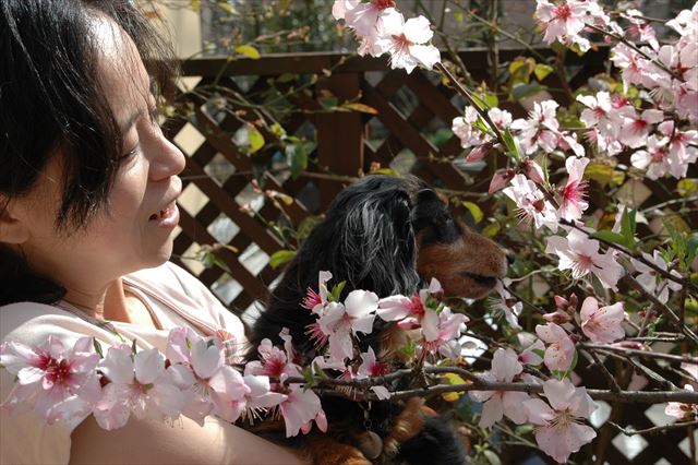 きれいだね。今年も咲いたね。