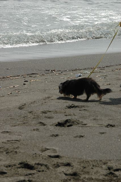 海だね。いろんな匂いがするね。