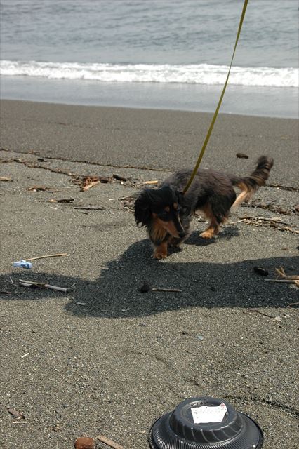 ルパンと手をつなぐようにお散歩。最高に幸せ。