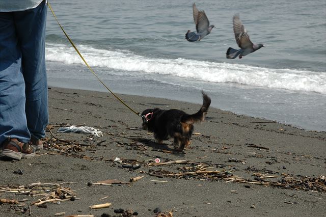 海だね、ルパン。
