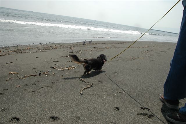 湘南の海をお散歩。ルパンとお散歩。