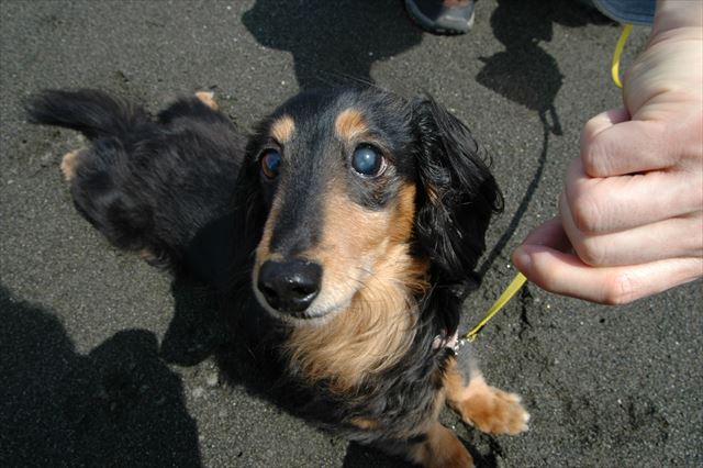 もうそろそろ歩かない？ん？歩かない？抱っこ（笑）？