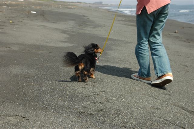 ルパンと歩く海岸。幸せだったよ、ルパン。