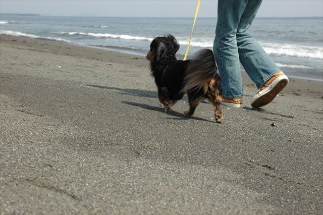 うふ・・歩調がルパンとお揃い。幸せ♪