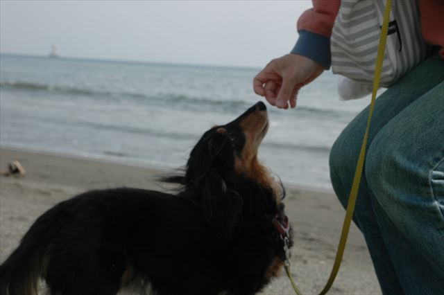 あげるよ。ごほうびあげるよ。