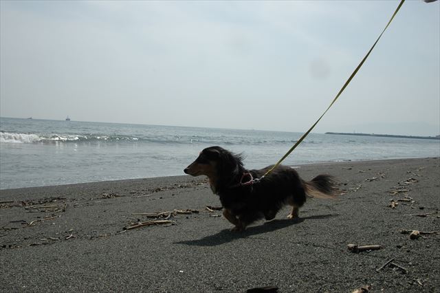 潮風感じてる？ルパンにいろんな体験させてあげたかったんだ。