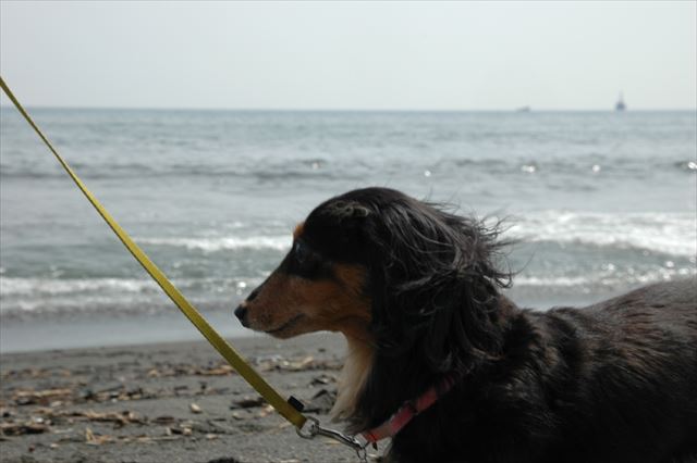 車走らせて海に来た。ルパンに海を見せたくて。