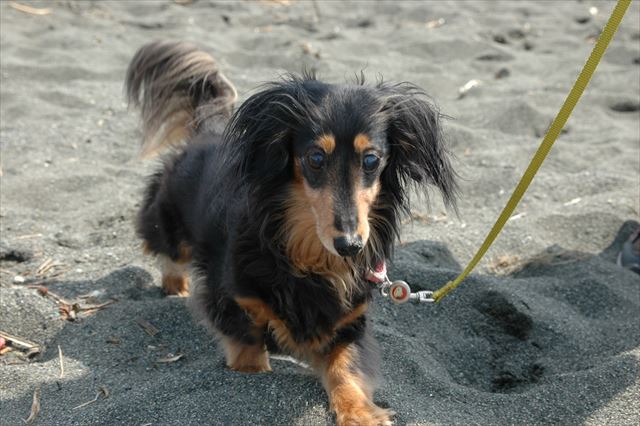 砂浜。いつもと感触違うでしょ？