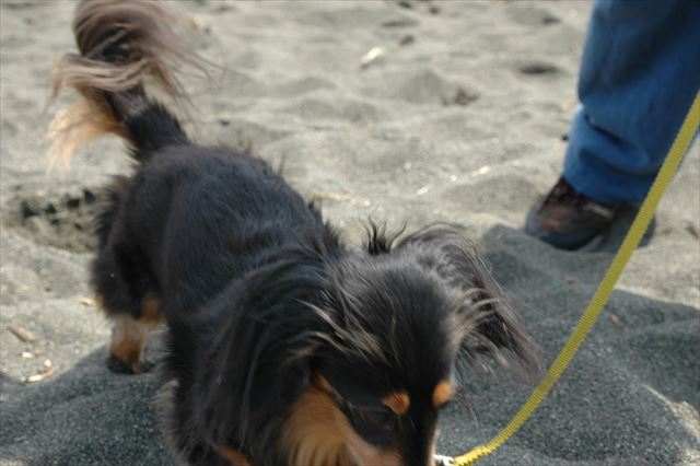 浜辺のルパン。暑くないかな。足元大丈夫かな。