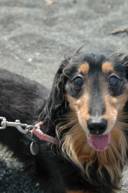 生き生きとしたルパンの表情。大好き♪