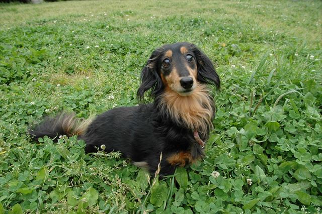 子犬の頃、毎日散歩した公園。三ッ沢公園思い出の場所だよ。