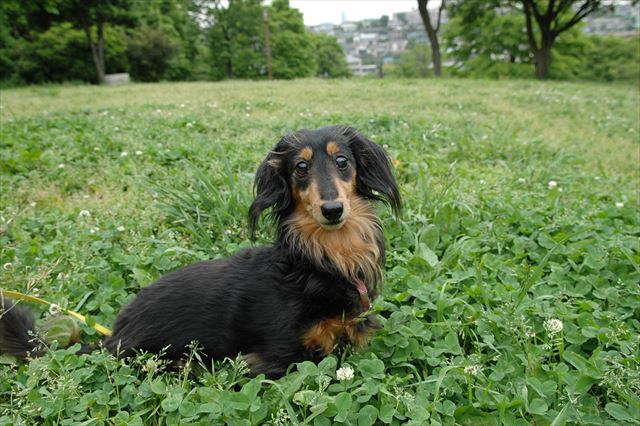 クローバーの上にすわるのが大好き。フカフカだね。ご機嫌だね。