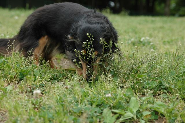 春だね。思い出の公園だね。
