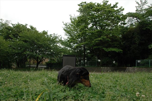 子犬の頃、よく来たよね。三ッ沢ね。