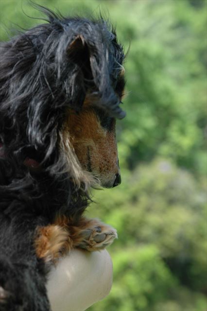 高いぞ。papaルパンのことしっかり抱っこしといてね。