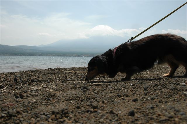五月晴れ。ルパンと富士山。