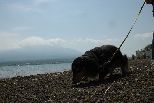 車走らせて来たよ。ルパンと一緒に来たかったんだよ。