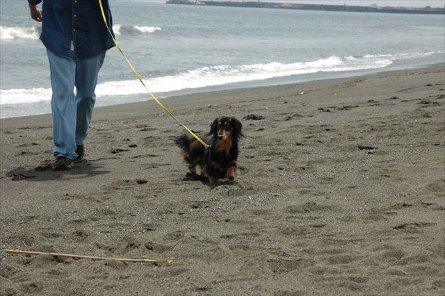 papaとお散歩。ルパン、かわいい♪
