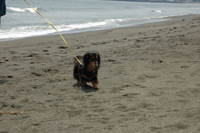 海に来たよ。広いね。のびのび歩けるね。