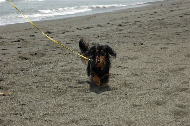 海へ。ルパンと海に行くの、大好きだった