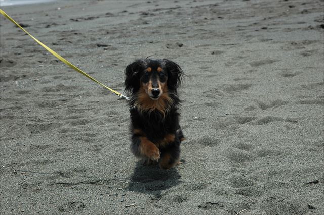 ルパンは一生懸命。いつでも何をするにも一生懸命。