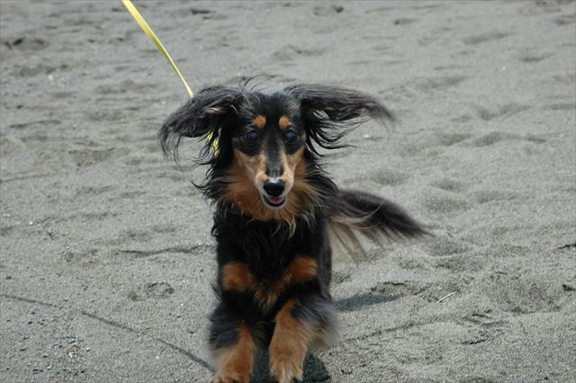 ルパン！おいでー！