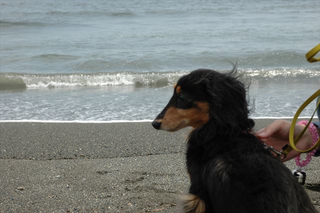 ルパン、海だね。