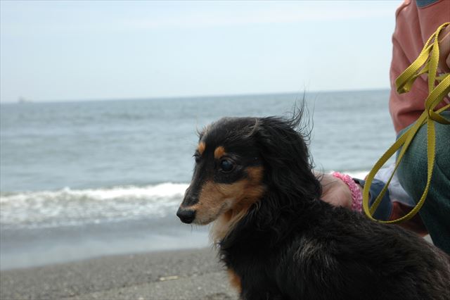 ルパン、海だね・・