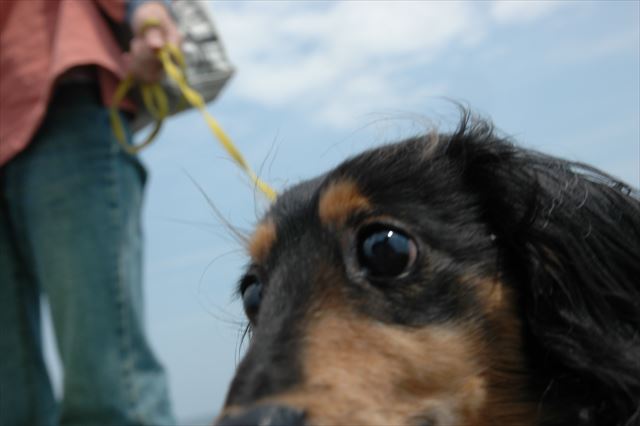 好きだったなぁ。ルパン海に出かけるの。