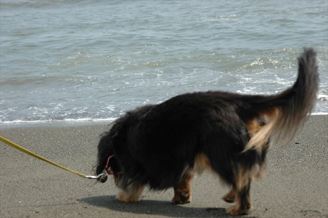 浜辺のルパン。ふふ、おしりもかわいい。