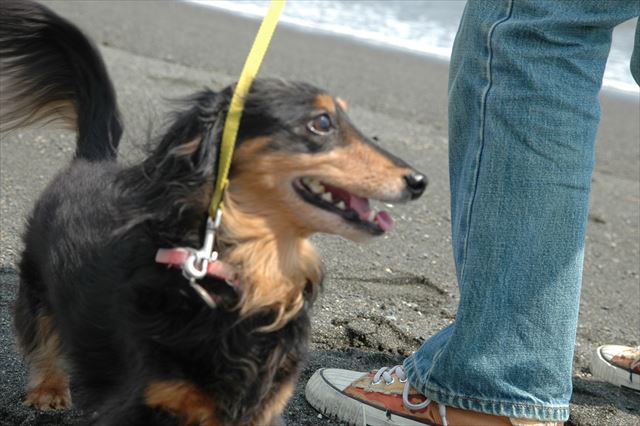 思いっきり走れて楽しかったね。たくさん遊んだね。