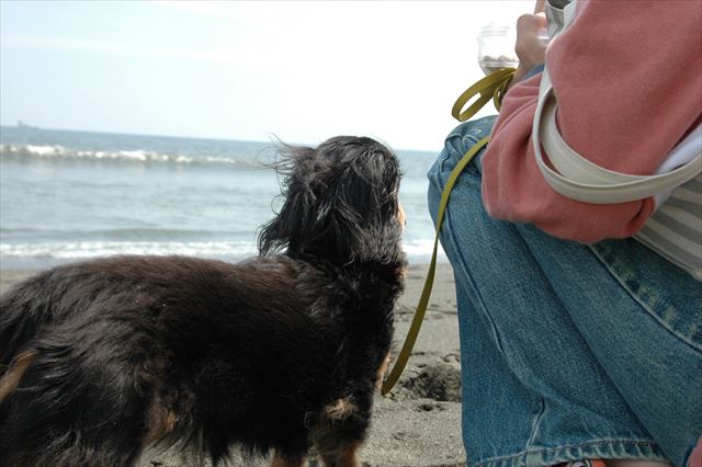 海に来るの大好きだったよ。ルパンも楽しかった？