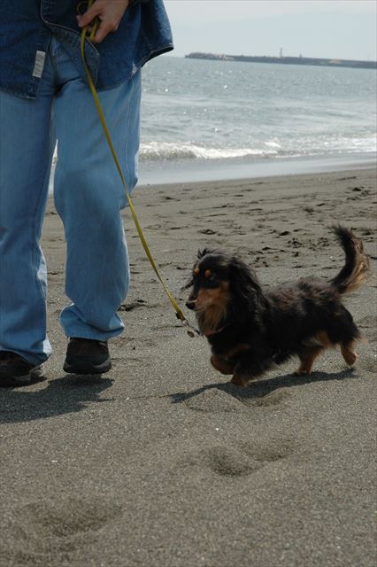 ルパンと海に行くのが大好きだった。楽しそうなルパンを見るのが大好きだった。