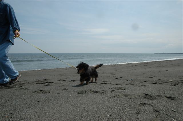 海まで来たよ。ルパンに潮の香り嗅がせてあげたかったんだよ。