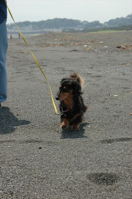 ルパンは頑張り屋さんだったね。すごい子だった。